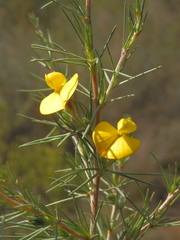 Aspalathus uniflora