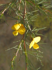 Aspalathus uniflora