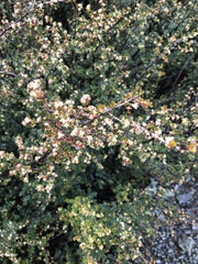 Micrantheum serpentinum