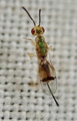 Bootanomyia