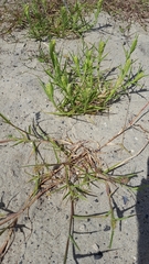 Cenchrus longispinus