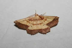 Euchlaena serrata