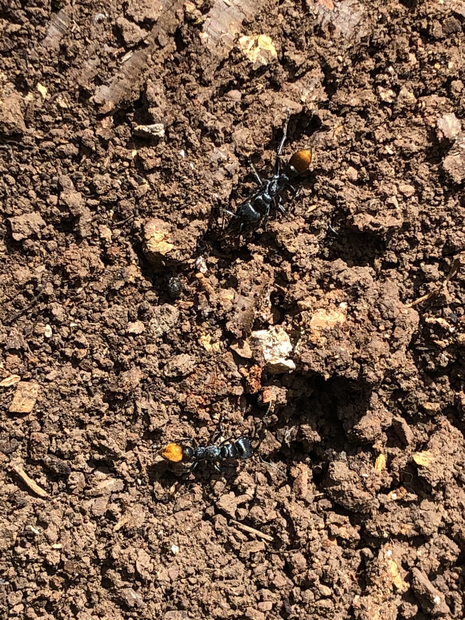 Myrmecia mandibularis