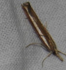 Agriphila latistria