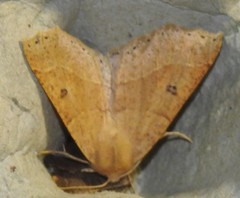 Crocallis dardoinaria