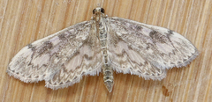 Anania tertialis