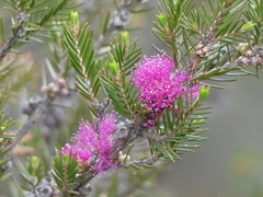 Melaleuca wilsonii