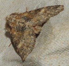Polymixis dubia