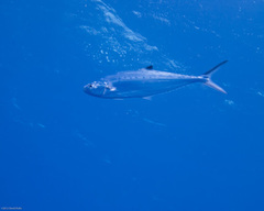 Scomberoides lysan