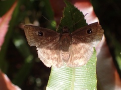Cyclosemia