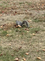 Sciurus carolinensis