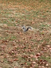 Sciurus carolinensis