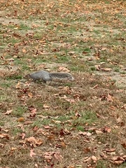 Sciurus carolinensis