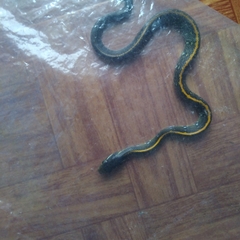 Coelognathus flavolineatus