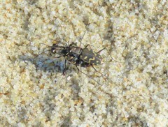 Cicindela carthagena