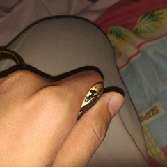 Coelognathus flavolineatus