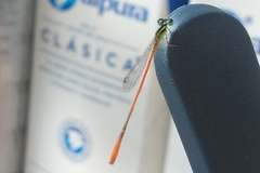 Leptobasis vacillans