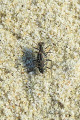 Cicindela carthagena