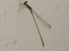 Leptobasis vacillans