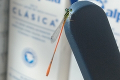 Leptobasis vacillans