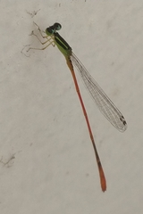 Leptobasis vacillans