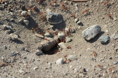 Pogonomyrmex californicus