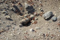Pogonomyrmex californicus