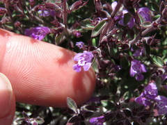 Hedeoma nana