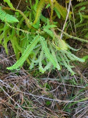 Dicranopteris flexuosa