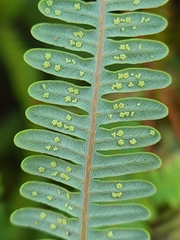 Dicranopteris flexuosa