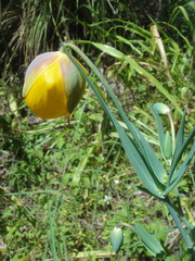 Calochortus balsensis
