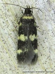 Oegoconia deauratella