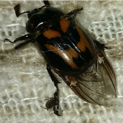 Oryctomorphus bimaculatus