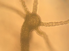Hydra viridissima