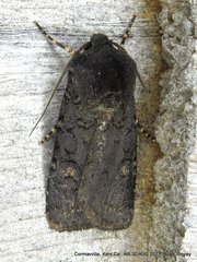 Euxoa velleripennis