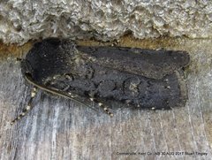 Euxoa velleripennis