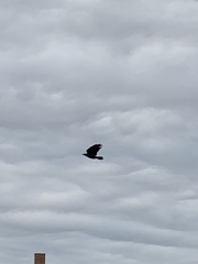 Corvus
