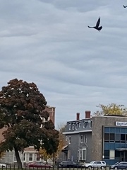 Corvus