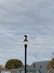 Corvus