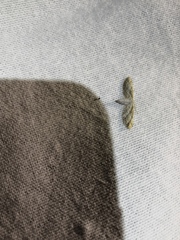 Idaea longaria