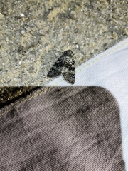 Polymixis xanthomista