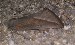 Compsoptera opacaria