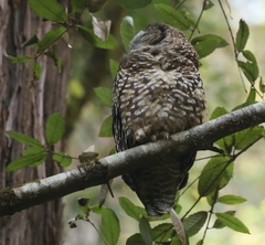 Strix occidentalis