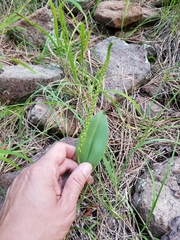 Malaxis macrostachya