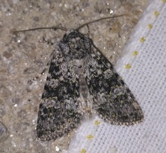 Polymixis xanthomista