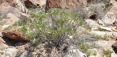 Eremophila freelingii