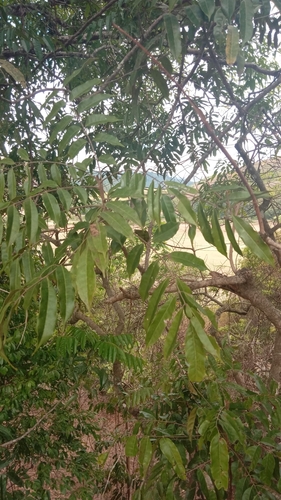 Sorindeia madagascariensis image