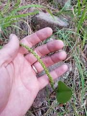 Malaxis macrostachya