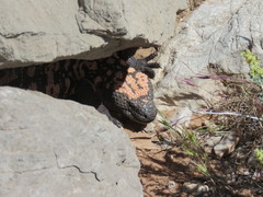 Heloderma suspectum cinctum
