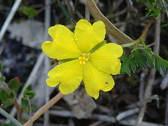 Hibbertia acicularis